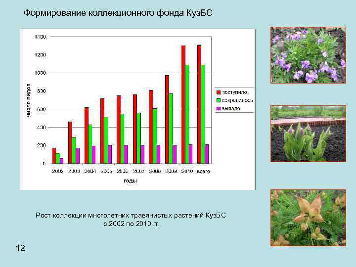 Формирование коллекционного фонда Куз. БС Рост коллекции многолетних травянистых растений Куз. БС с 2002