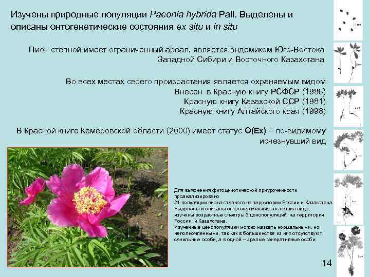 Изучены природные популяции Paeonia hybrida Pall. Выделены и описаны онтогенетические состояния ex situ и