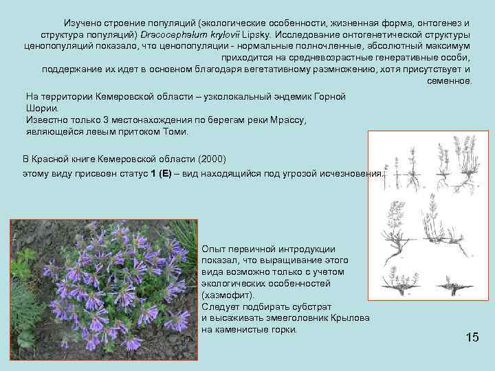 Изучено строение популяций (экологические особенности, жизненная форма, онтогенез и структура популяций) Dracocephalum krylovii Lipsky.