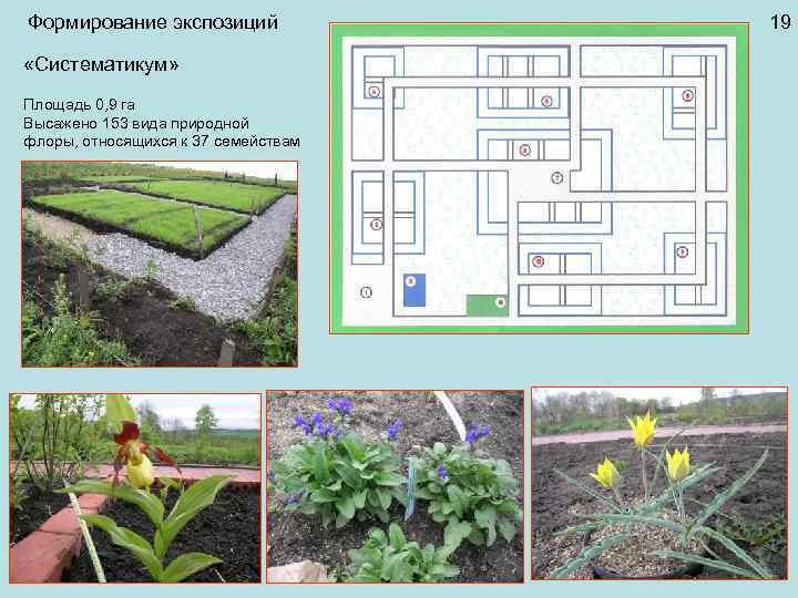 Формирование экспозиций «Систематикум» Площадь 0, 9 га Высажено 153 вида природной флоры, относящихся к