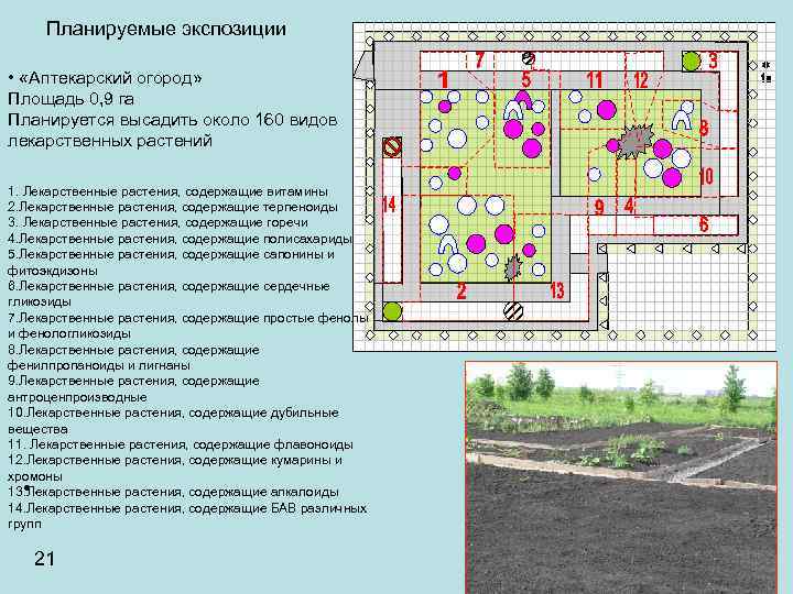 Планируемые экспозиции • «Аптекарский огород» Площадь 0, 9 га Планируется высадить около 160 видов