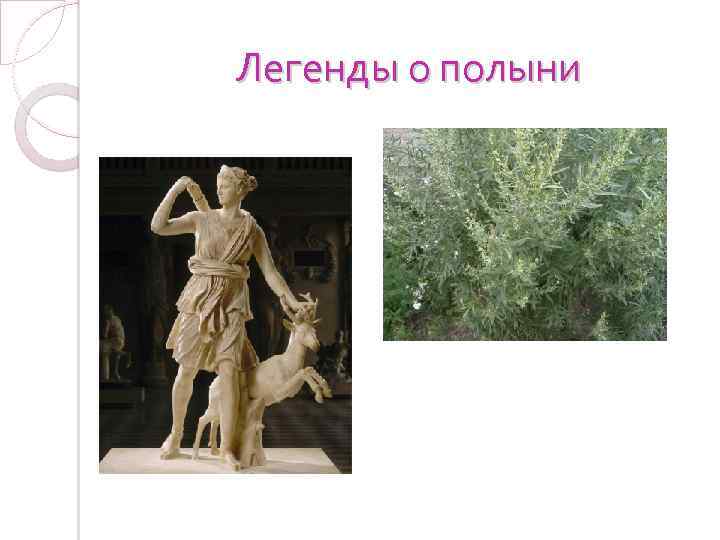 Легенды о полыни 