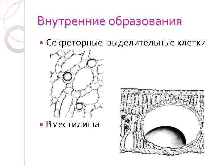 Внутреннее образования