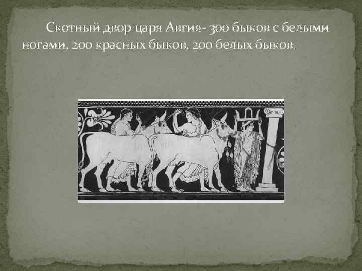 Скотный двор царя Авгия- 300 быков с белыми ногами, 200 красных быков, 200 белых