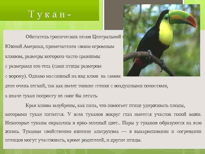 Тукан. Обитатель тропических лесов Центральной и Южной Америки, примечателен своим огромным клювом, размеры которого