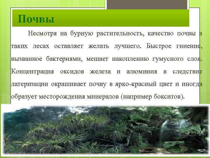 Почвы Несмотря на бурную растительность, качество почвы в таких лесах оставляет желать лучшего. Быстрое