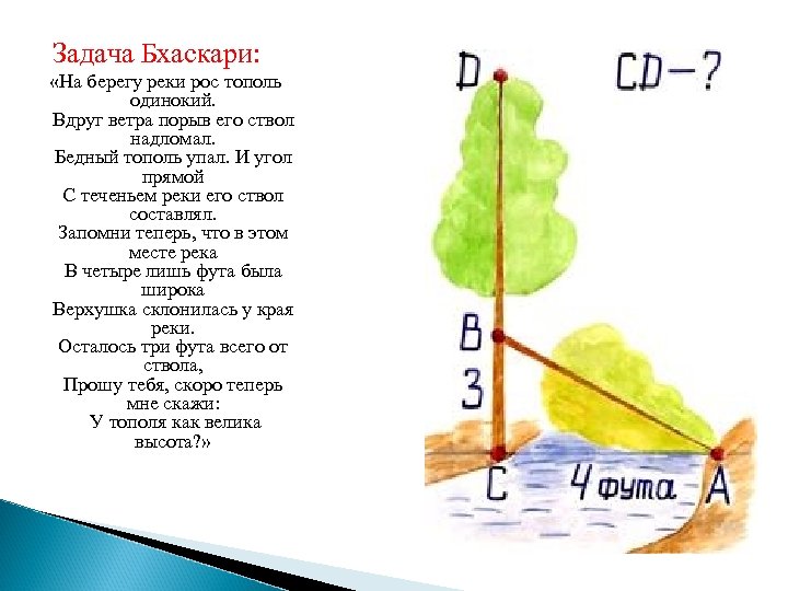 Задача Бхаскари: «На берегу реки рос тополь одинокий. Вдруг ветра порыв его ствол надломал.