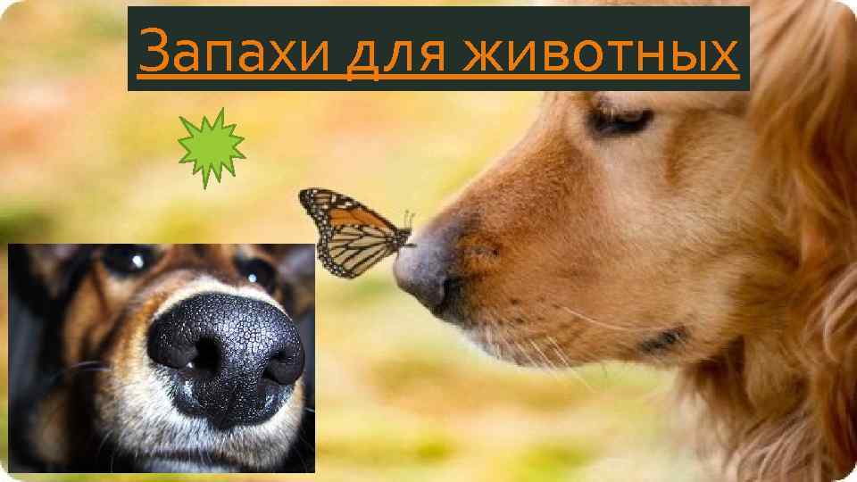 Запахи для животных 