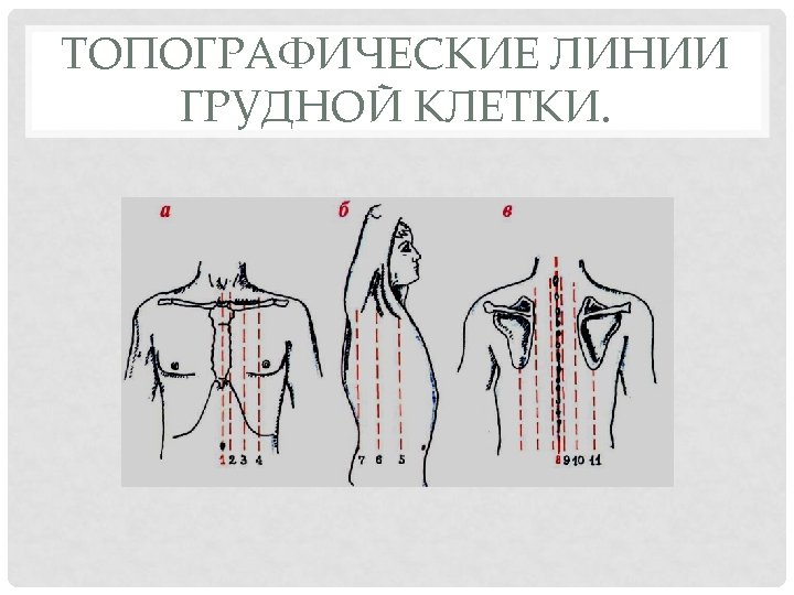 Линии грудной стенки