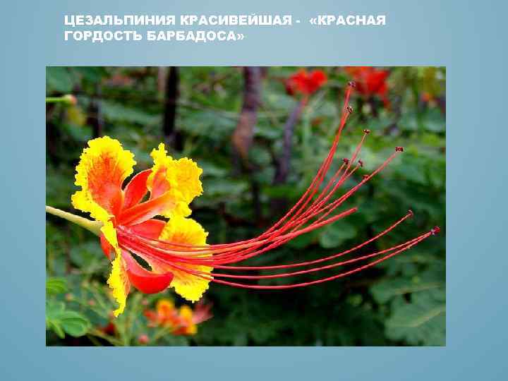 ЦЕЗАЛЬПИНИЯ КРАСИВЕЙШАЯ - «КРАСНАЯ ГОРДОСТЬ БАРБАДОСА» 