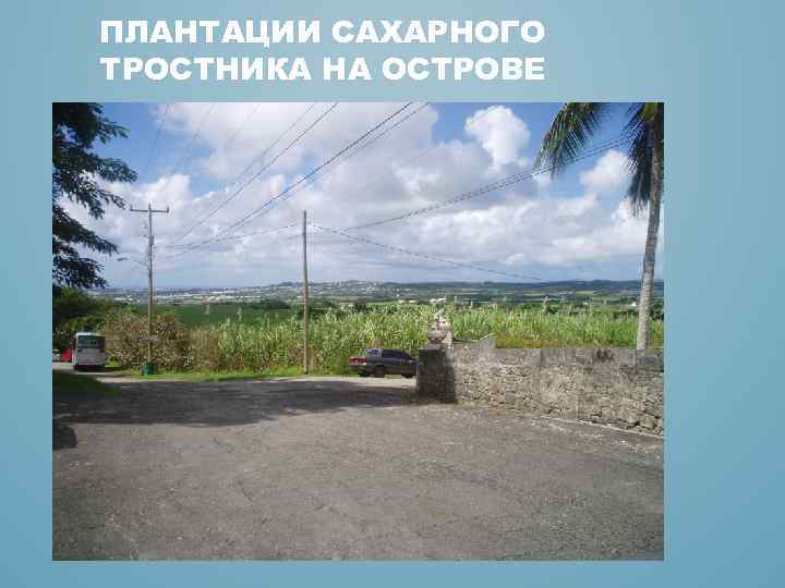ПЛАНТАЦИИ САХАРНОГО ТРОСТНИКА НА ОСТРОВЕ 