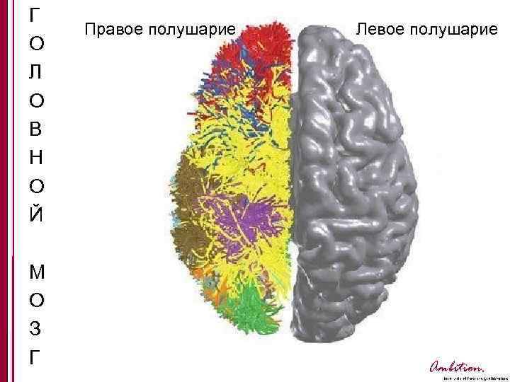 Г О Л О В Н О Й М О З Г Правое полушарие