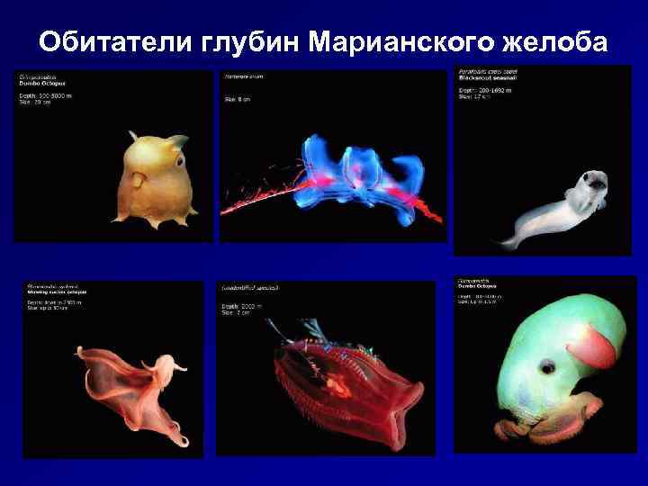 Обитатели глубин Марианского желоба 