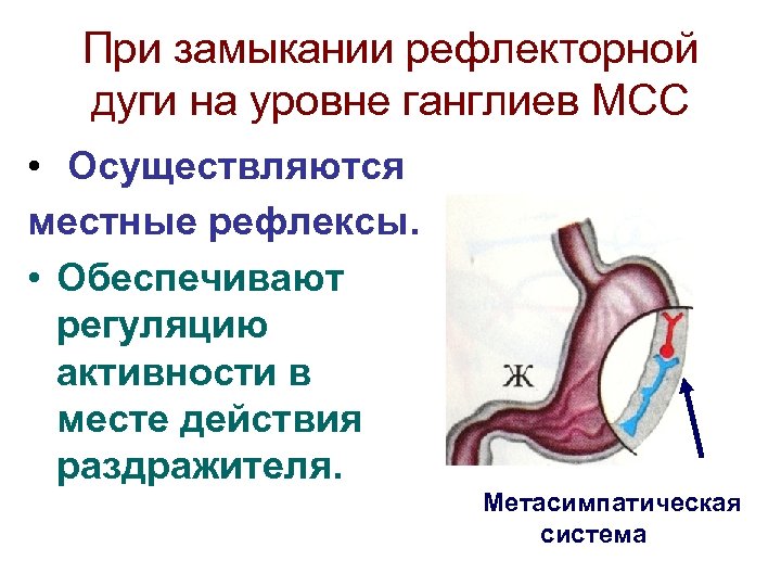 При замыкании рефлекторной дуги на уровне ганглиев МСС • Осуществляются местные рефлексы. • Обеспечивают
