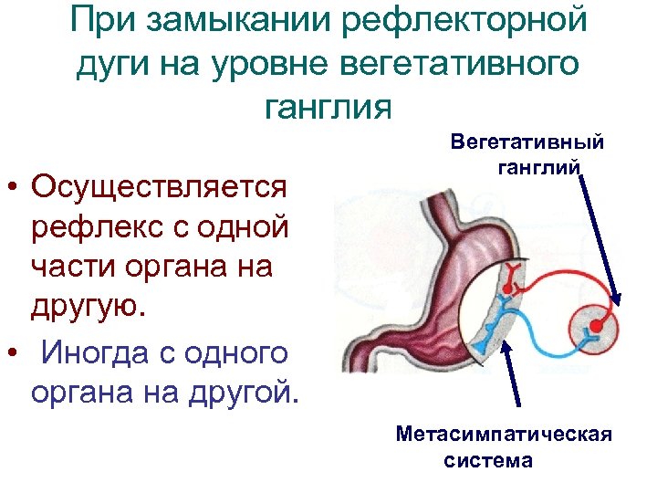 При замыкании рефлекторной дуги на уровне вегетативного ганглия • Осуществляется рефлекс с одной части