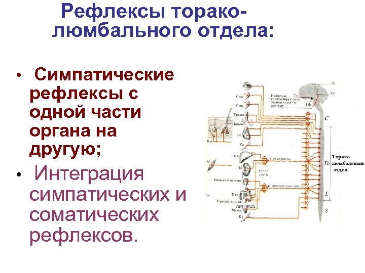 Рефлексы тораколюмбального отдела: • Симпатические рефлексы с одной части органа на другую; • Интеграция