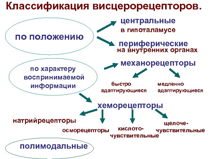 Классификация висцерорецепторов. центральные по положению в гипоталамусе периферические на внутренних органах по характеру воспринимаемой