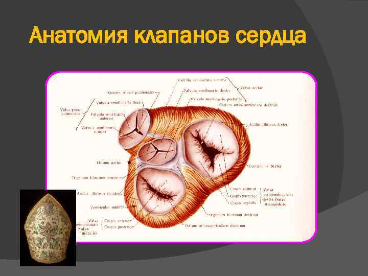 Анатомия клапанов сердца 