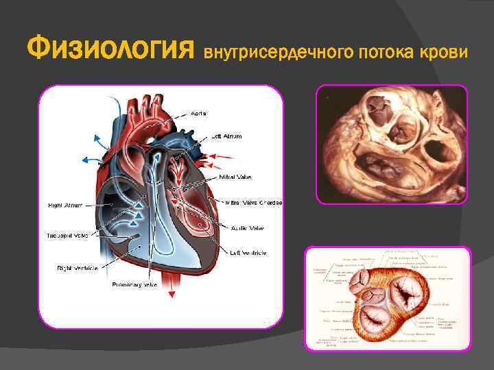 Физиология внутрисердечного потока крови 