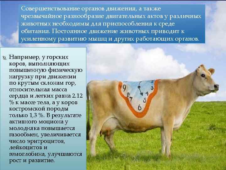 Совершенствование органов движения, а также чрезвычайное разнообразие двигательных актов у различных животных необходимы для