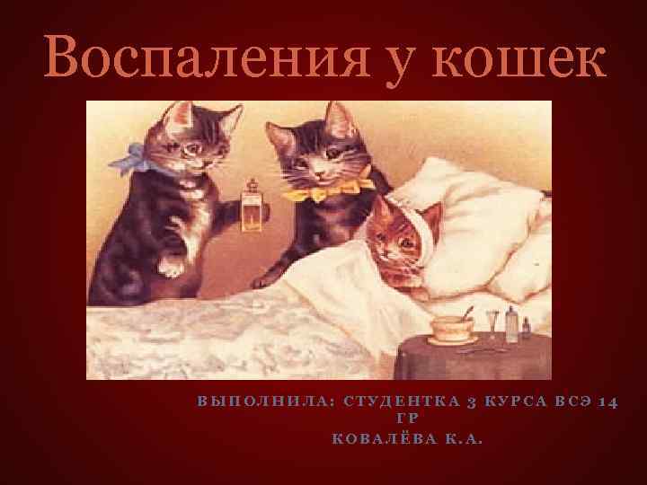 Воспаления у кошек ВЫПОЛНИЛА: СТУДЕНТКА 3 КУРСА ВСЭ 14 ГР КОВАЛЁВА К. А. 