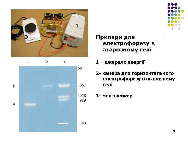 2 3 1 Прилади для електрофорезу в агарозному гелі 1 – джерело енергії 2