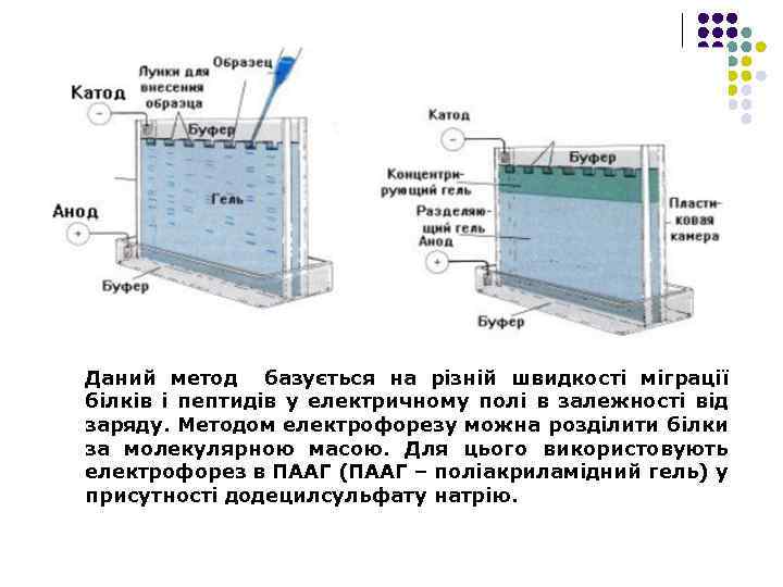 Електорофорез Даний метод базується на різній швидкості міграції білків і пептидів у електричному полі