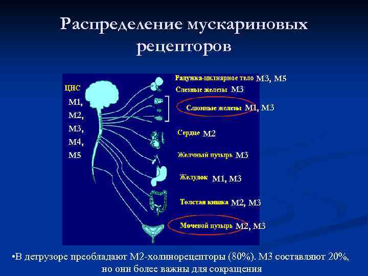 Положение мочеиспускания. Блокатор мускариновых рецепторов. Мускариновые холинергические рецепторы. Мускариновые ацетилхолиновые рецепторы. Блокаторы мускариновые рецепторы.