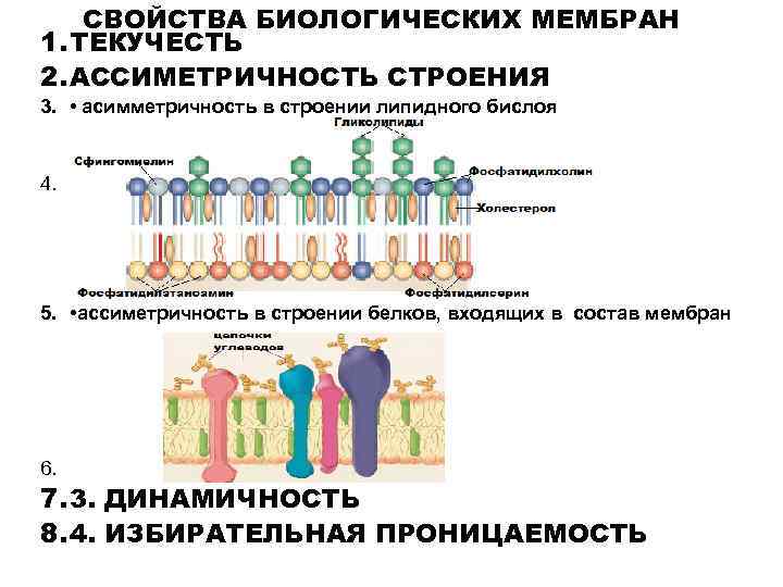 СВОЙСТВА БИОЛОГИЧЕСКИХ МЕМБРАН 1. ТЕКУЧЕСТЬ 2. АССИМЕТРИЧНОСТЬ СТРОЕНИЯ 3. • асимметричность в строении липидного