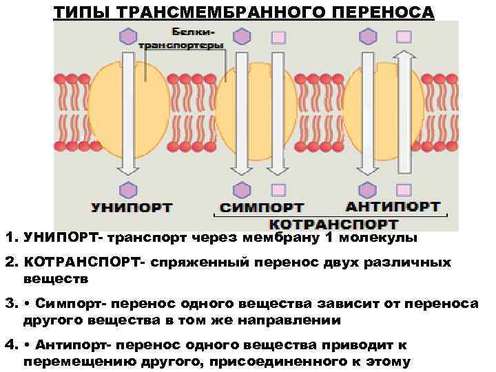 По какой схеме возможен одновременный трансмембранный перенос ионов калия и натрия