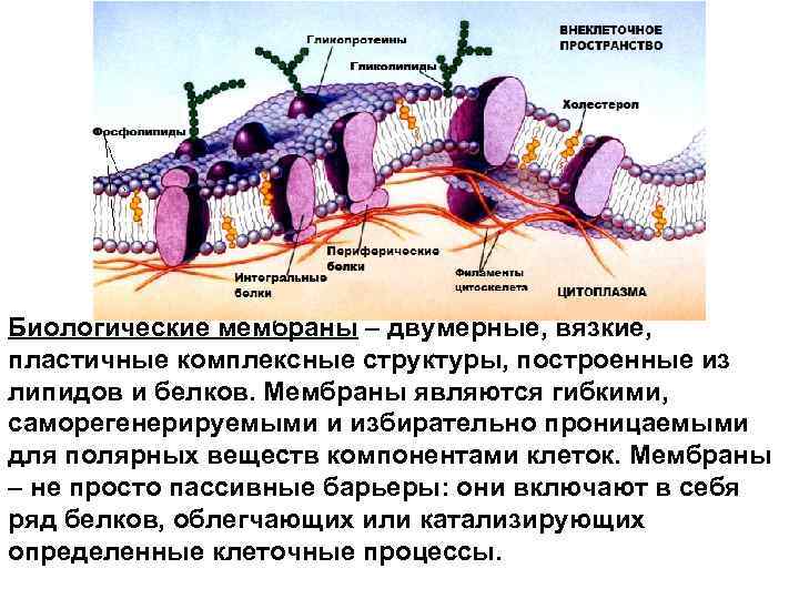 Биологические мембраны – двумерные, вязкие, пластичные комплексные структуры, построенные из липидов и белков. Мембраны