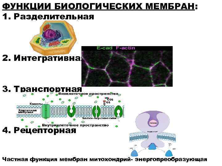 Каков план строения универсальной биологической мембраны