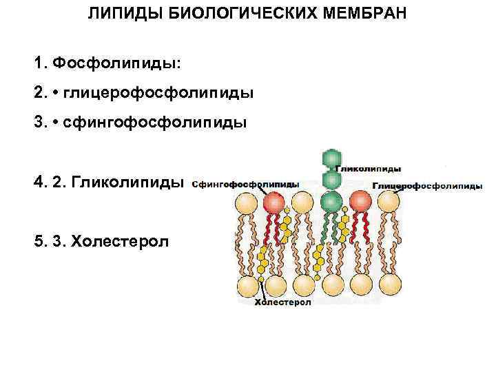 ЛИПИДЫ БИОЛОГИЧЕСКИХ МЕМБРАН 1. Фосфолипиды: 2. • глицерофосфолипиды 3. • сфингофосфолипиды 4. 2. Гликолипиды