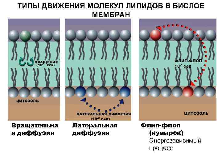 ТИПЫ ДВИЖЕНИЯ МОЛЕКУЛ ЛИПИДОВ В БИСЛОЕ МЕМБРАН Вращательна я диффузия Латеральная диффузия Флип-флоп (кувырок)