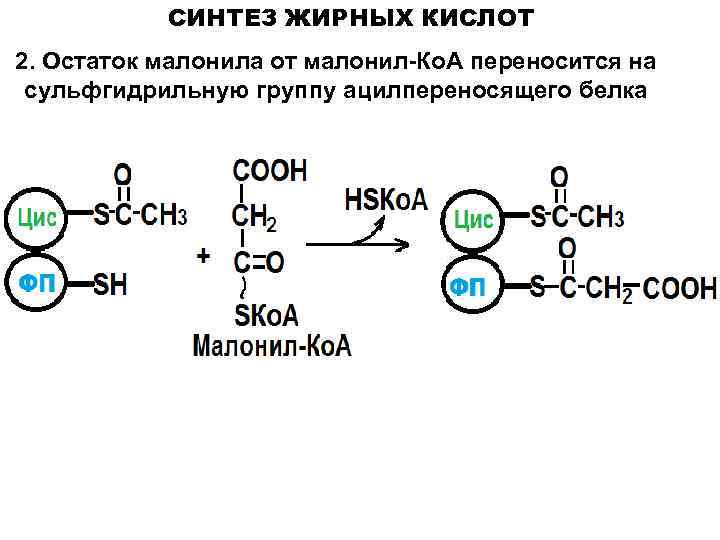 Реакция синтеза жиров. АПБ Синтез жирных кислот. Регуляторная реакция синтеза жирных кислот. Синтез Синтез жирных кислот. Малонил КОА Синтез жирных кислот.