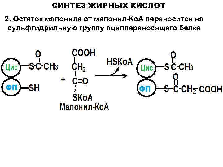 Синтез жирных. Синтез жирных кислот малонил КОА. Активаторы биосинтеза жирных кислот. Синтез Синтез жирных кислот. Ключевой фермент биосинтеза жирных кислот.