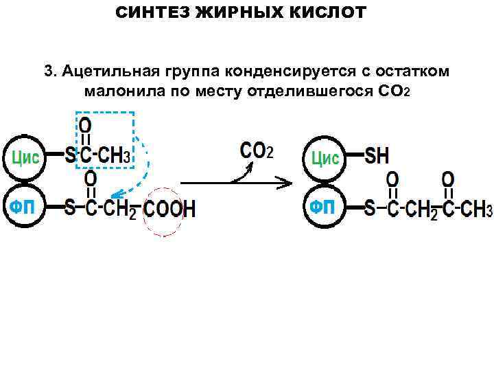 Для синтеза кислот используют. Синтез жирных кислот биотин. Синтез и распад жирных кислот. Синтез жирных кислот 3кас. Синтез жирных кислот из аминокислот.