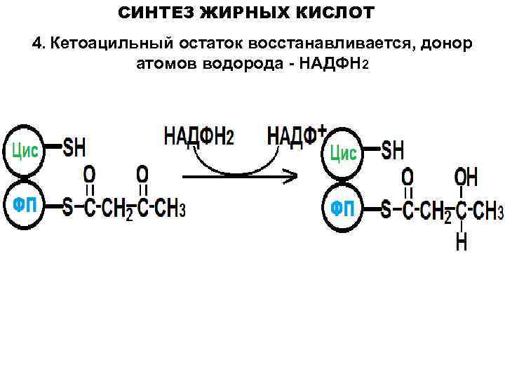 Для синтеза кислот используют. Надфн2 в синтезе жирных кислот. Синтез и распад жирных кислот. Синтез жирных кислот 3кас. Синтез жирных кислот биохимия реакции.