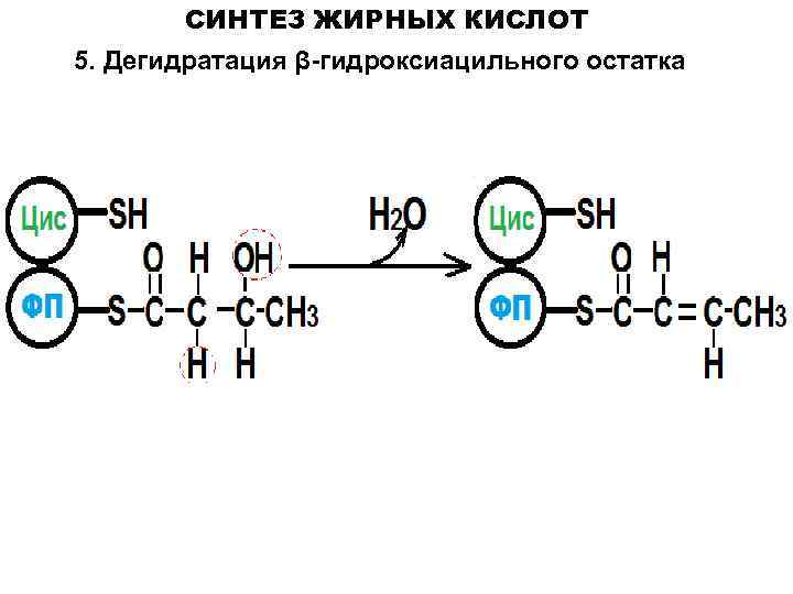 СИНТЕЗ ЖИРНЫХ КИСЛОТ 5. Дегидратация β-гидроксиацильного остатка 