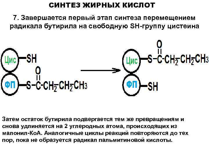 СИНТЕЗ ЖИРНЫХ КИСЛОТ 7. Завершается первый этап синтеза перемещением радикала бутирила на свободную SH-группу