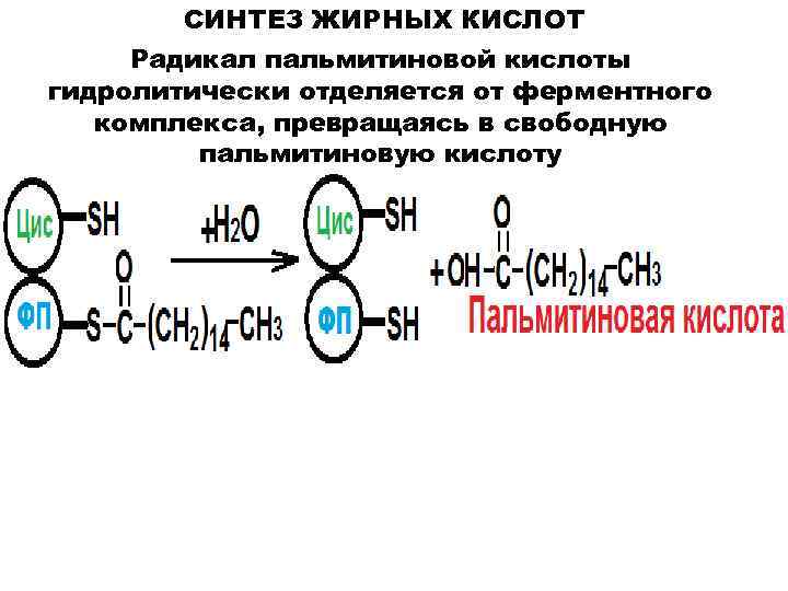 Толстой синтез. Синтез жирных кислот биохимия. Радикал пальмитиновой кислоты. Синтез пальмитиновой кислоты. Полиферментные комплекс синтеза жирных кислот.