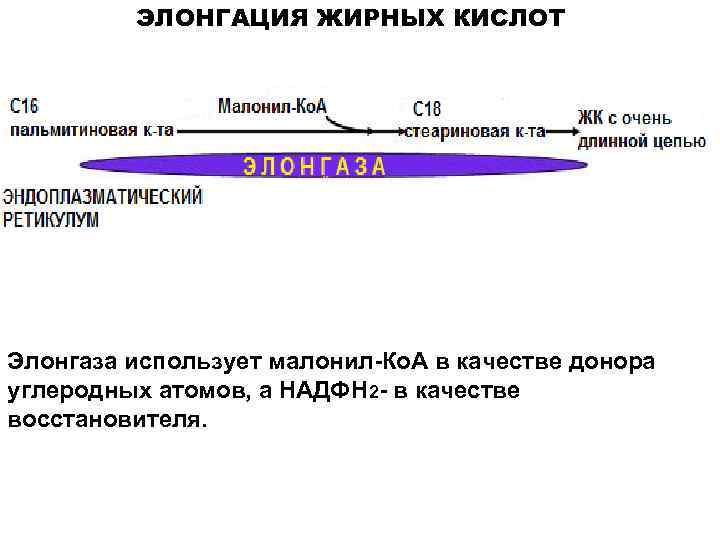 ЭЛОНГАЦИЯ ЖИРНЫХ КИСЛОТ Элонгаза использует малонил-Ко. А в качестве донора углеродных атомов, а НАДФН