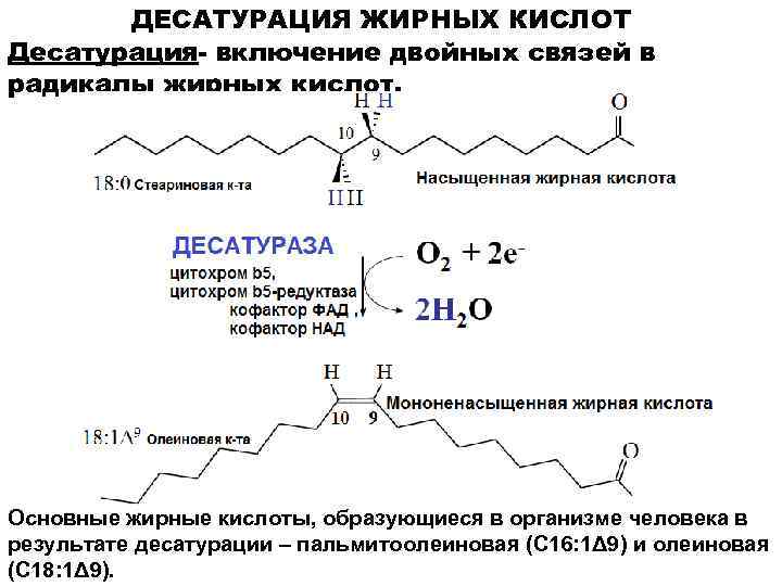 Жиры олеиновой кислоты