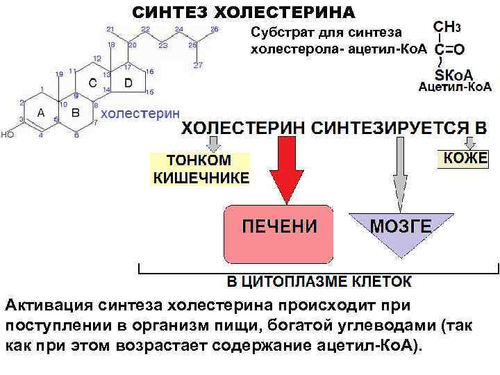 СИНТЕЗ ХОЛЕСТЕРИНА Субстрат для синтеза холестерола- ацетил-Ко. А Активация синтеза холестерина происходит при поступлении