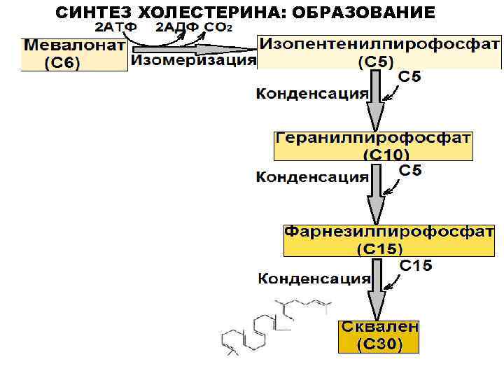 СИНТЕЗ ХОЛЕСТЕРИНА: ОБРАЗОВАНИЕ СКВАЛЕНА 