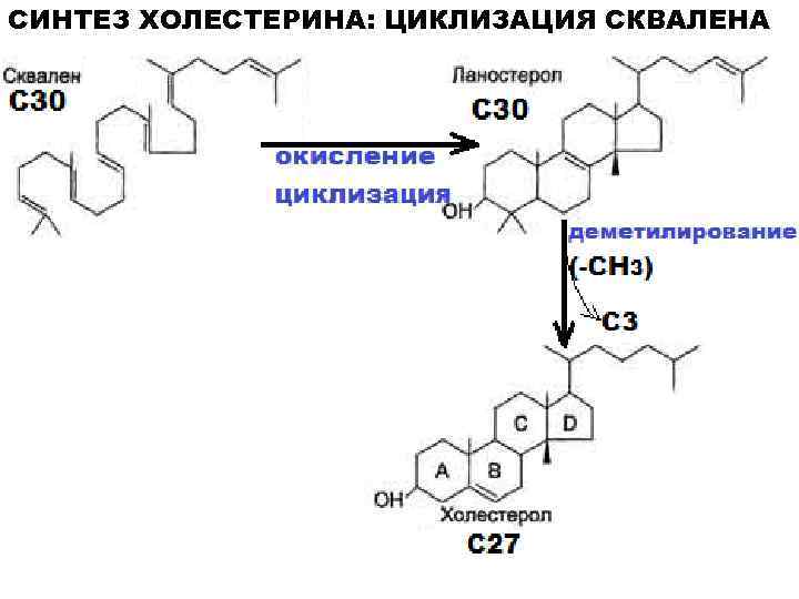 Синтез холестерина