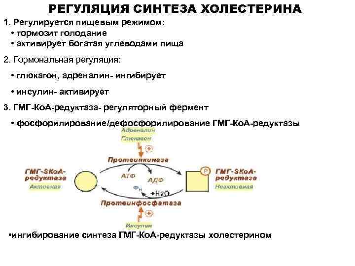 РЕГУЛЯЦИЯ СИНТЕЗА ХОЛЕСТЕРИНА 1. Регулируется пищевым режимом: • тормозит голодание • активирует богатая углеводами