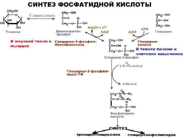 СИНТЕЗ ФОСФАТИДНОЙ КИСЛОТЫ 