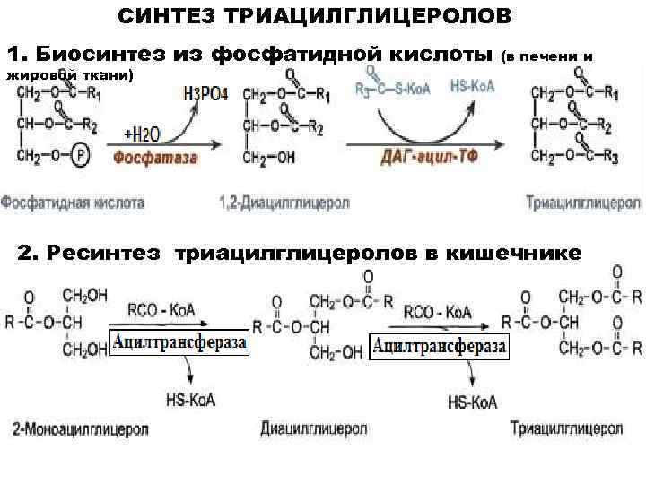 Схема синтеза триглицеридов