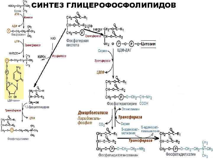 СИНТЕЗ ГЛИЦЕРОФОСФОЛИПИДОВ 